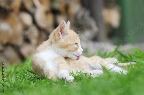 red kitten lying on meadow in the garden and preening fur