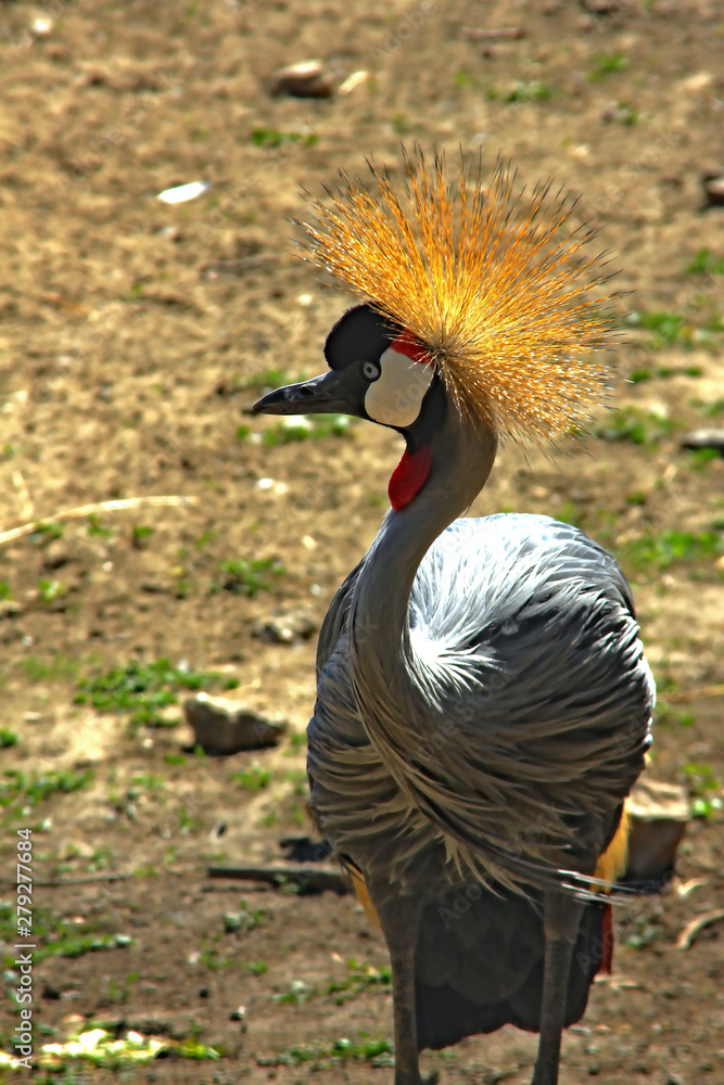 Fototapeta premium Portrait of gray crowned crane