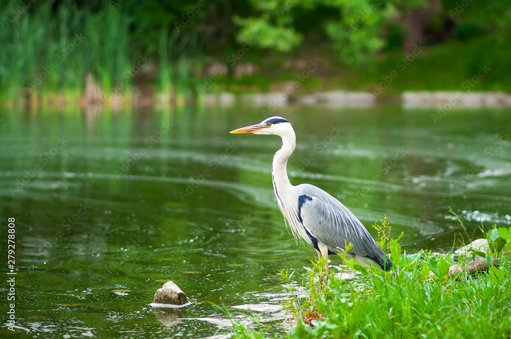 Grey heron (Ardea cinerea) hunting by the water Grey heron (Ardea cinerea) hunting by the water