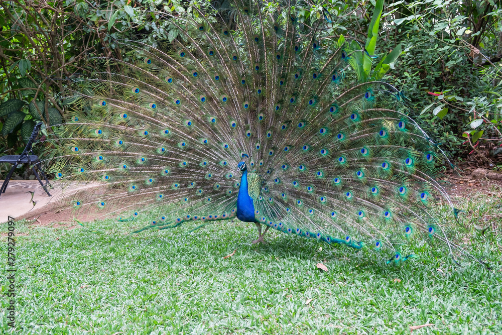 Obraz premium peacock with feathers out