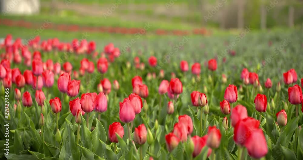 Tulips Plantation in Netherlands Agriculture Tulips Plantation in Netherlands Agriculture
