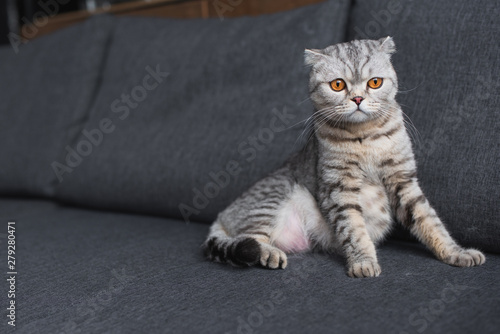 scottish fold cat sitting on couch in living room