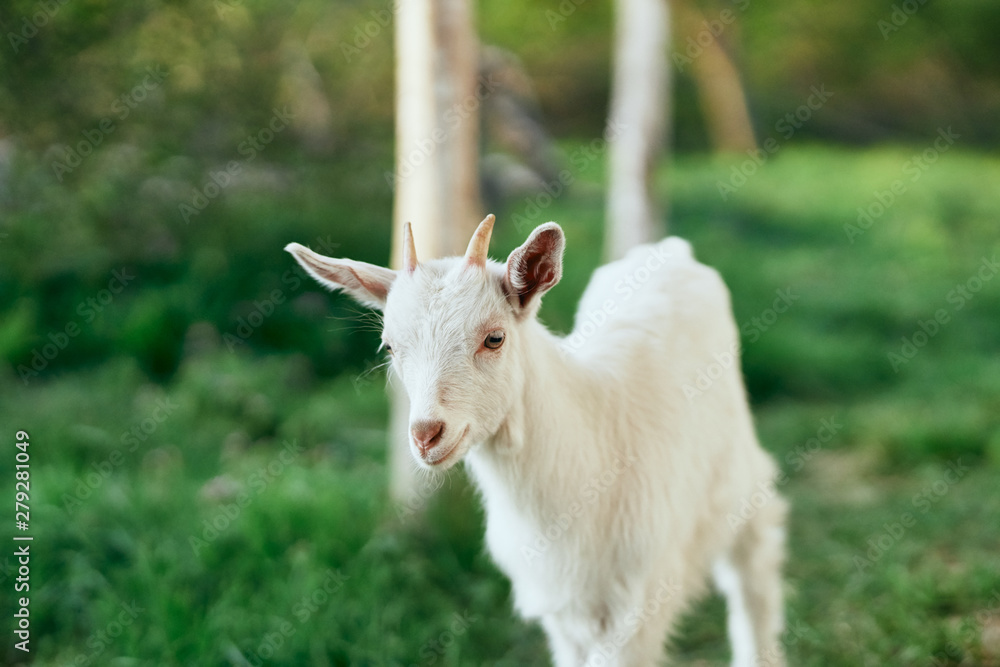 white goat on a meadow