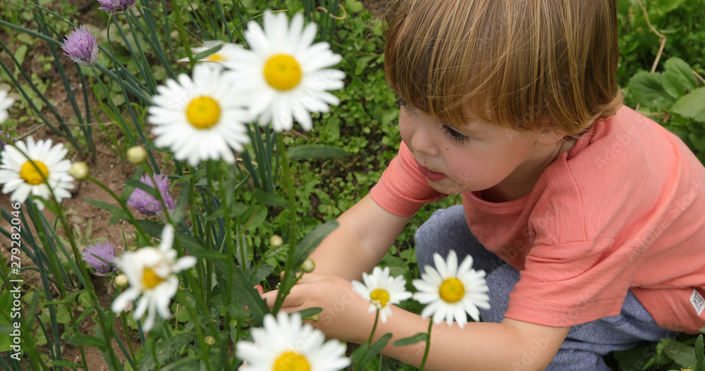From above adorable blond boy sitting in green garden and gathering fresh blooming daisies From above adorable blond boy sitting in green garden and gathering fresh blooming daisies