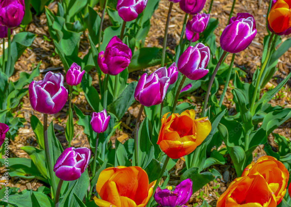 Fototapeta premium The Beauty Of Nature & It's Colors