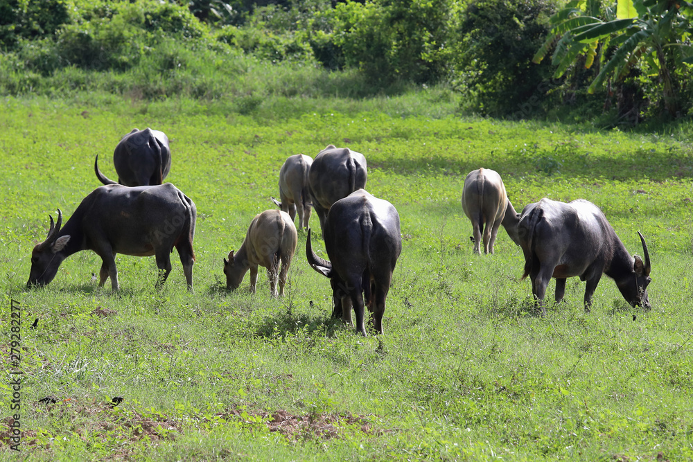 Water buffalo eating grass on meadow nature Water buffalo eating grass on meadow nature