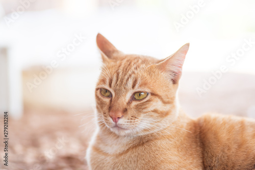 Close up of ginger cat looking something, cute pet at home