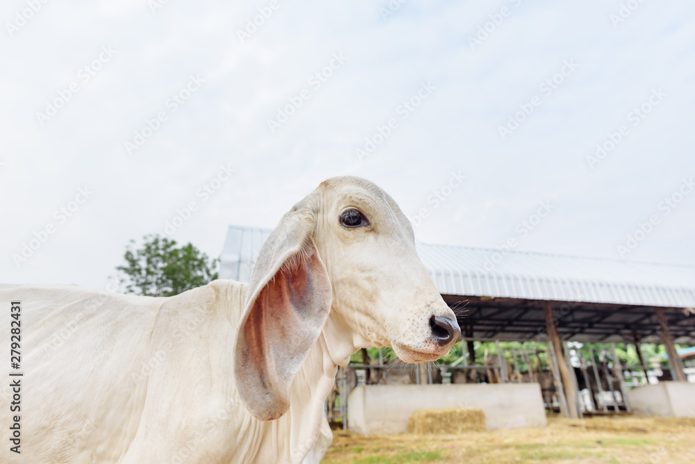 Fototapeta premium White cow in the farm, free range livestock in Thailand