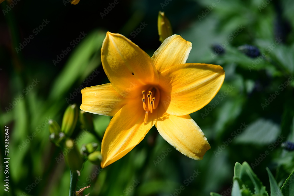 magnificent flowers in a park on a sunny day magnificent flowers in a park on a sunny day