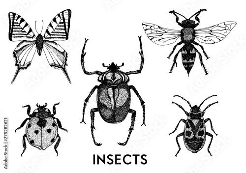 Collection of hand drawn insect illustrations.