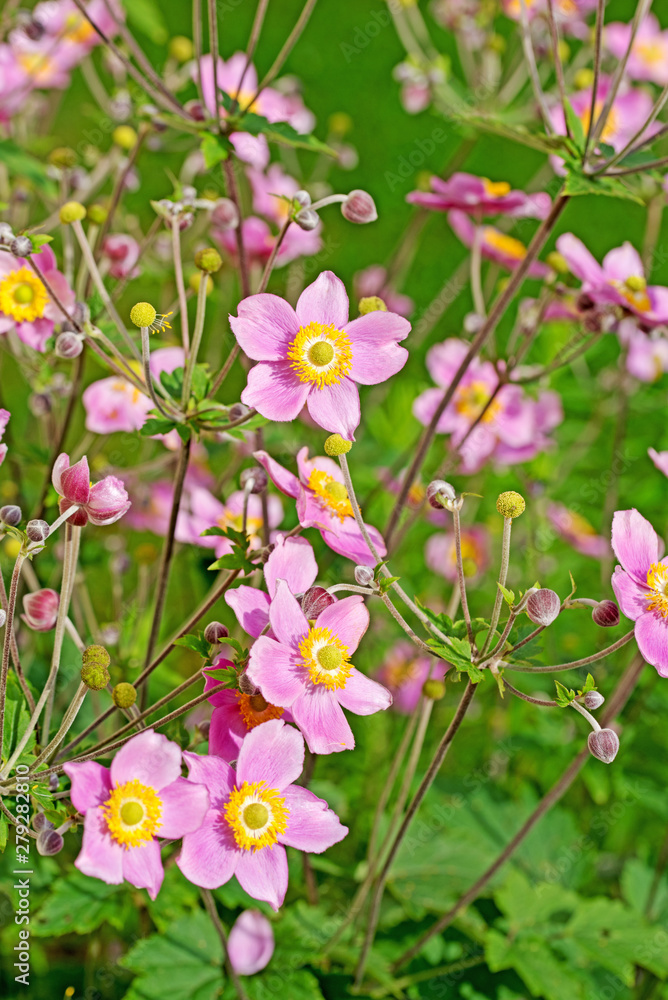 Fototapeta premium Blühende Herbstanemonen, Anemone hupehensis