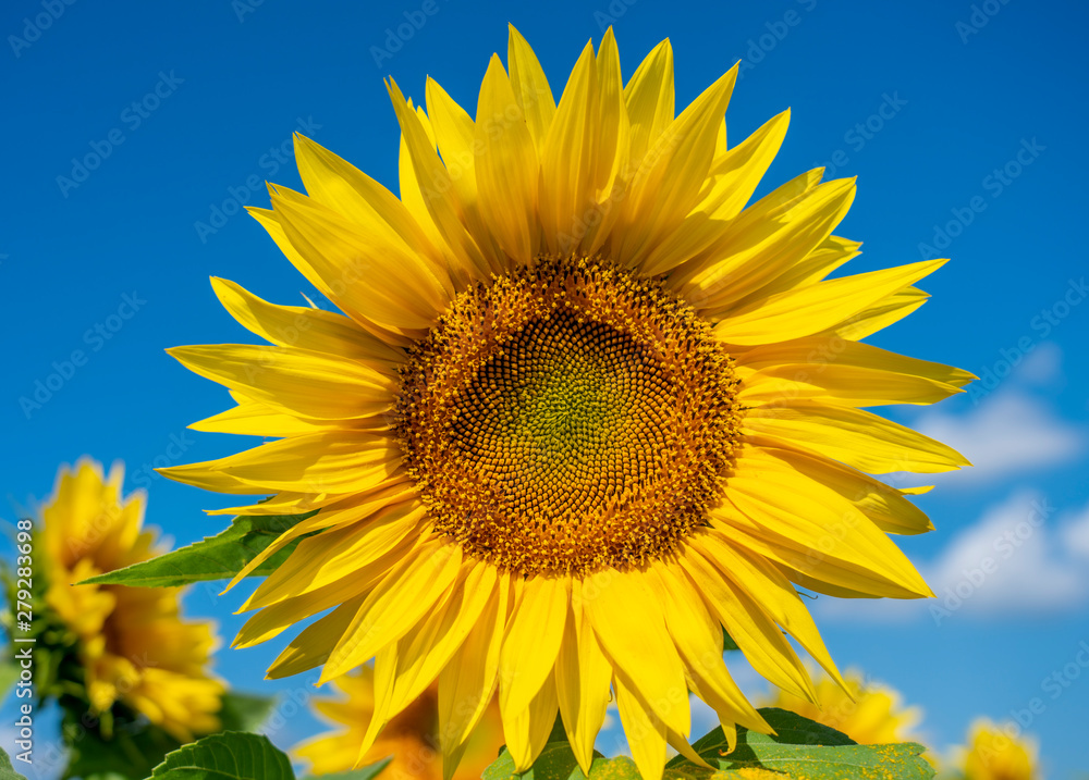 Blooming sunflower flower on the background of bright blue sky Blooming sunflower flower on the background of bright blue sky