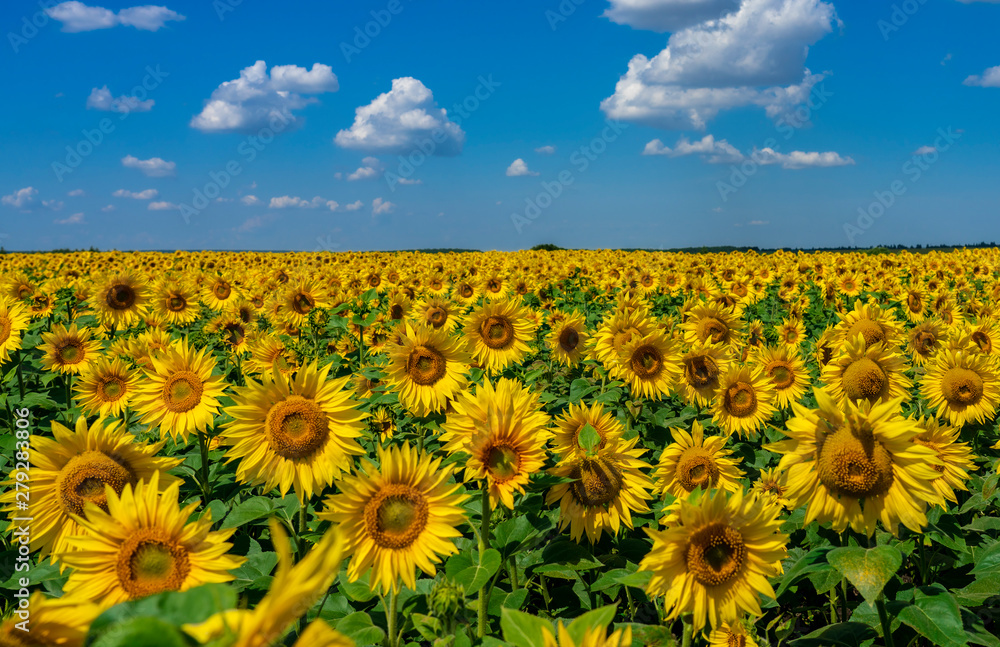 Fototapeta premium field of sunflower blooming bright yellow flowers against the blue sky