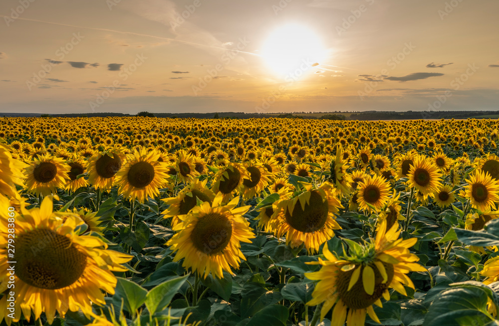 sunflower field illuminated by the rays of the setting sun against the sunset