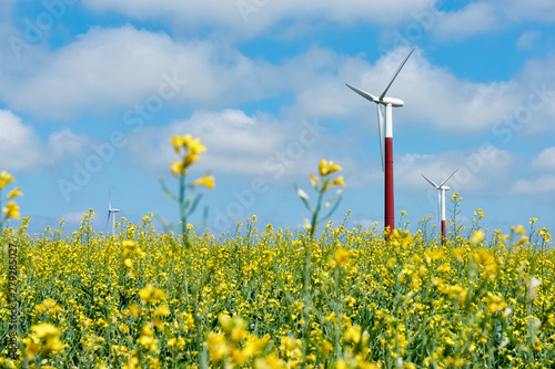 Wind turbines in yellow rapeseed field against a blue sky in summer. Clean energy background with copy space. Low perspective shot with selective focus. 