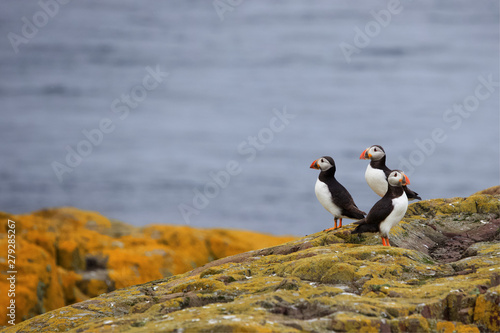 Tableau sur toile Three puffins standing on sea cliffs, northumberland