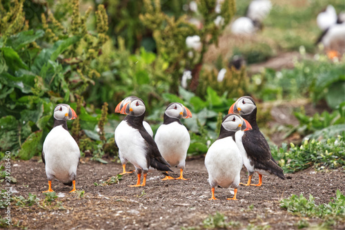 group of brightly coloured Atlantic puffins guarding their burrows © Jenny
