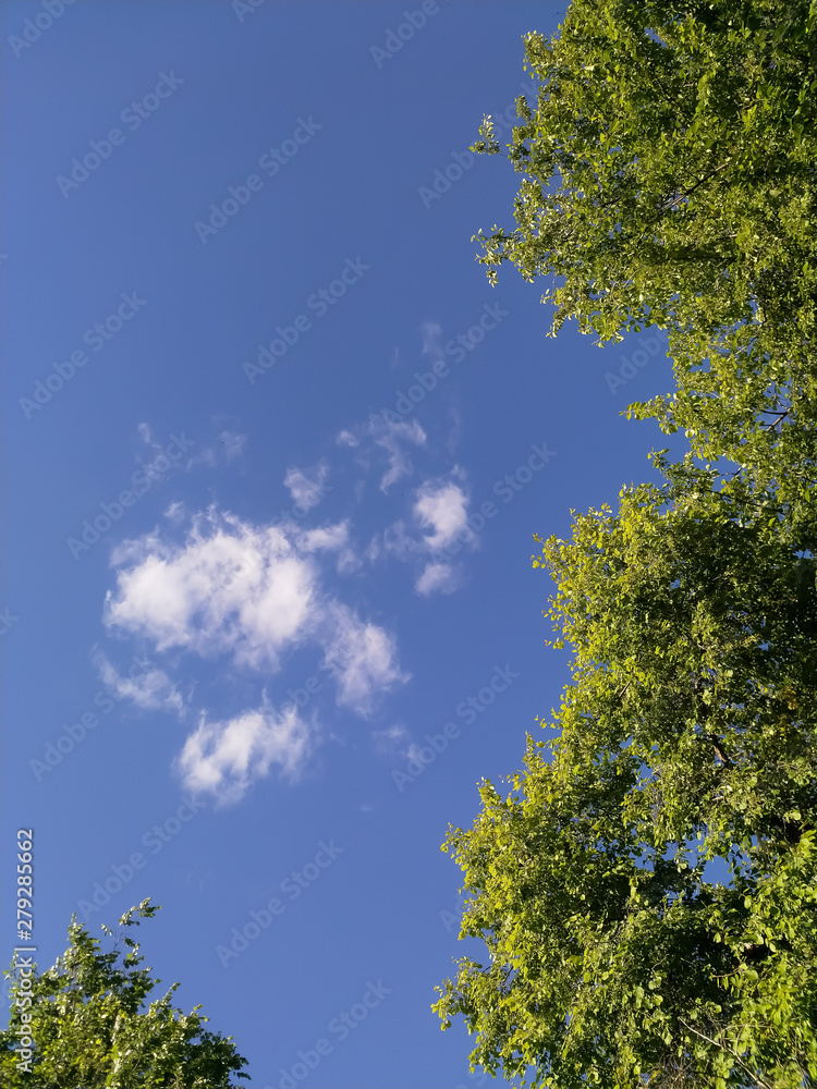 Crowns of green trees and a cloud against the blue sky. Crowns of green trees and a cloud against the blue sky.