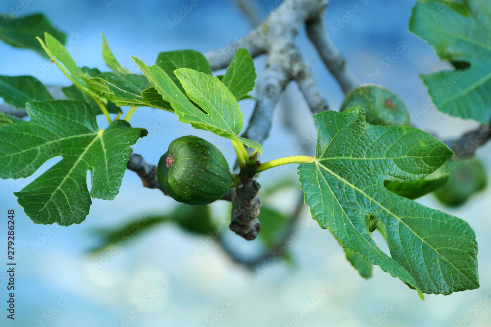 Obraz premium Common fig branch closeup view (Ficus carica) edible fruit on light background