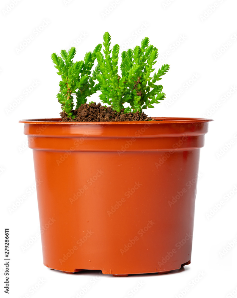 Succulent in pot isolated on white background Succulent in pot isolated on white background