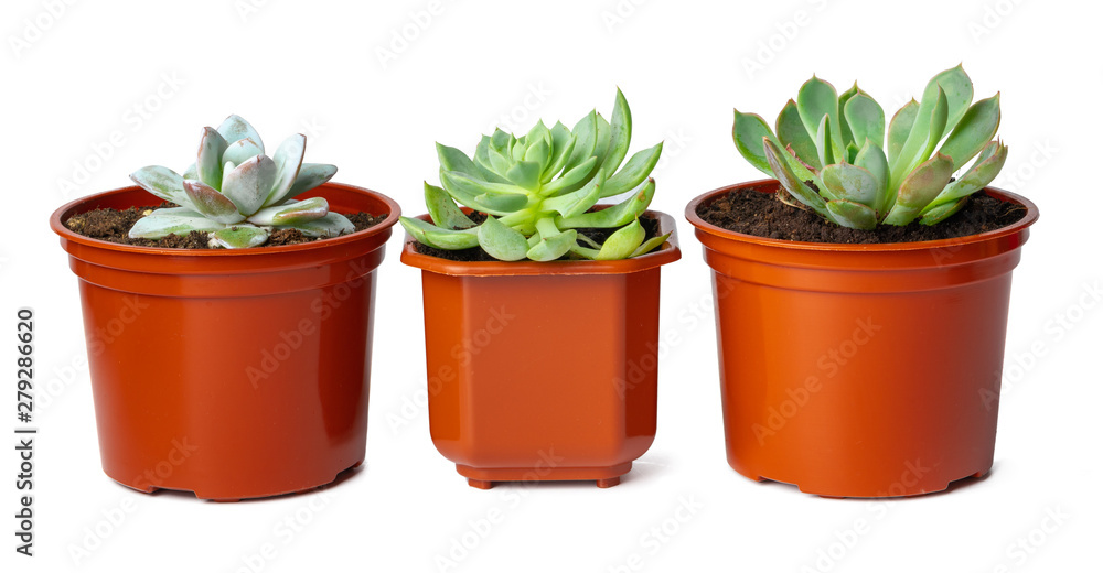 Obraz premium Pots with succulent plants isolated on white background