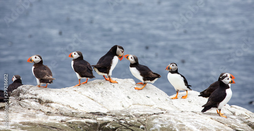 Tableau sur toile group of puffins on sea cliffs, Northumbria