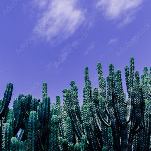 Cactus. Canary island.Plant lover concept