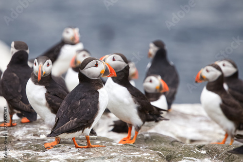 A group of Atlantic puffins, a puffin colony on sea cliffs off the Northumbrian coast
