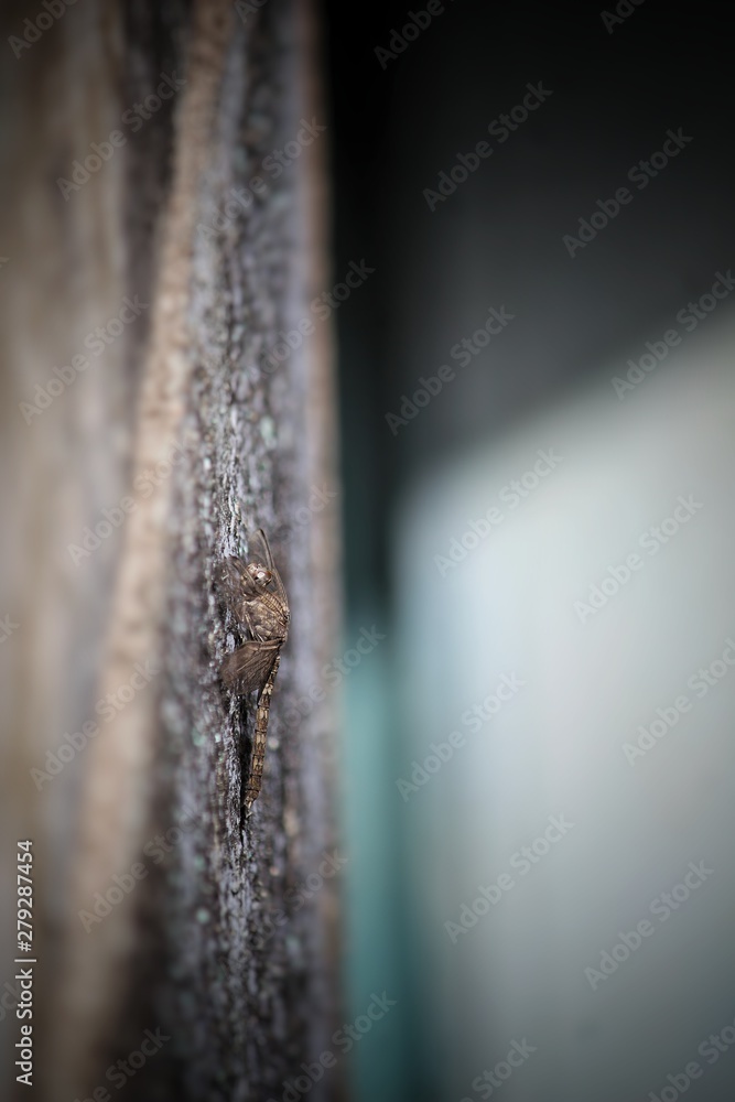 icicle on tree icicle on tree