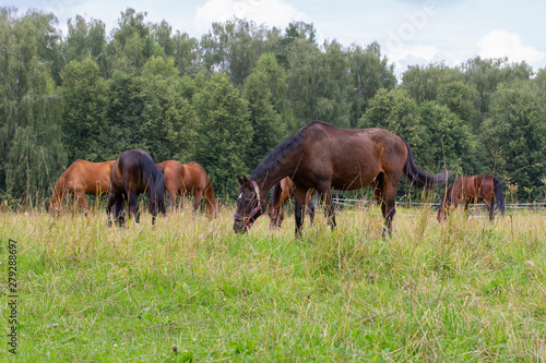 A herd of horses grazes on a summer green meadow. Horseeating grass