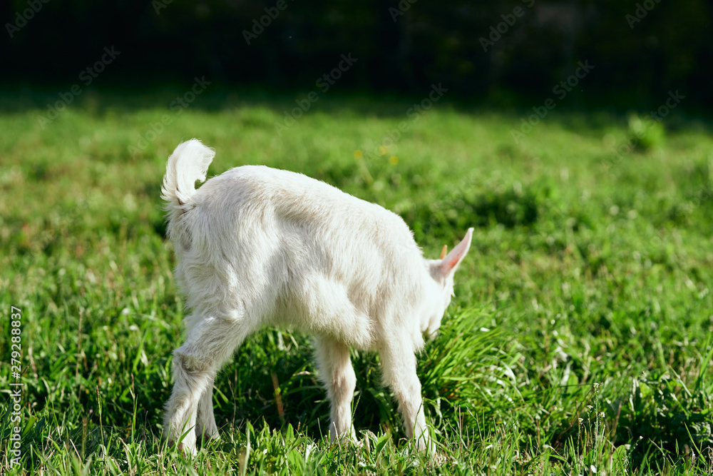 Obraz premium white goat on green grass