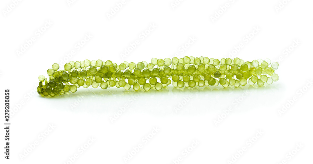 Obraz premium Oval sea grapes seaweed, Close up Green Caviar isolated on white background