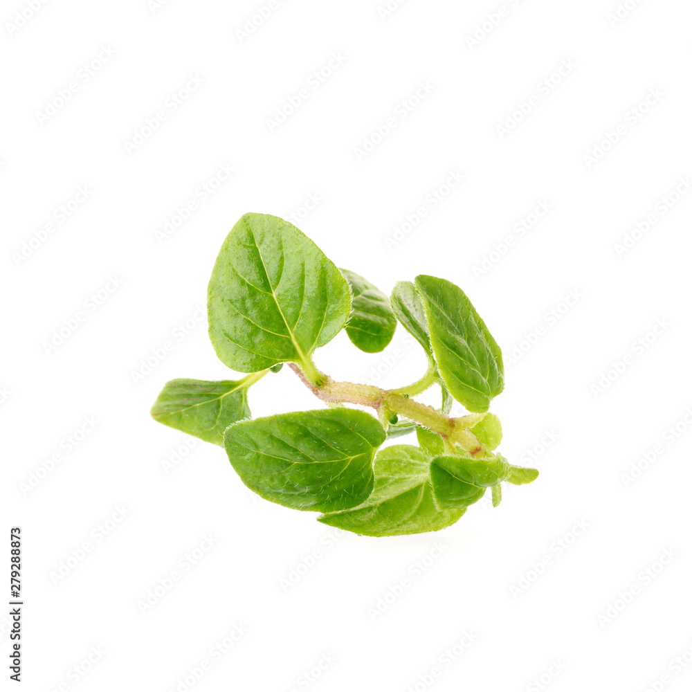 Fresh Oregano herb on a white background Fresh Oregano herb on a white background