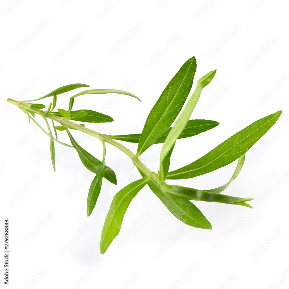 Fresh tarragon herbs, Tarragon herbs close up isolated on white background Fresh tarragon herbs, Tarragon herbs close up isolated on white background