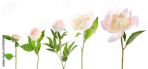 Fotografija Different stages of blooming peony flower against white background