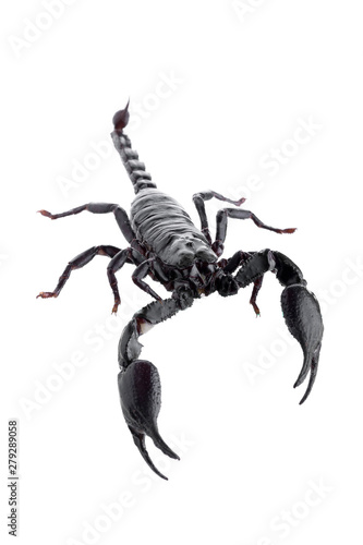 Black scorpions isolated on a white background