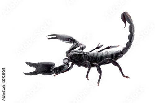 Vászonkép Black scorpions isolated on a white background