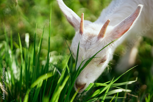 deer in the grass