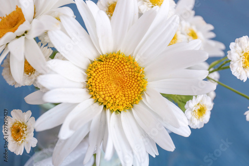 Bouquet of beautiful chamomile flowers  closeup