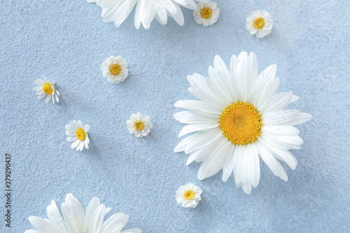 Beautiful chamomile flowers on color background