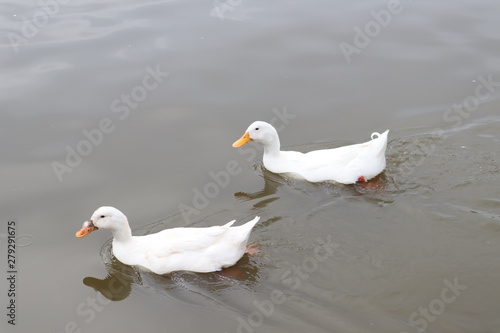 white duck swimming in pond of farm