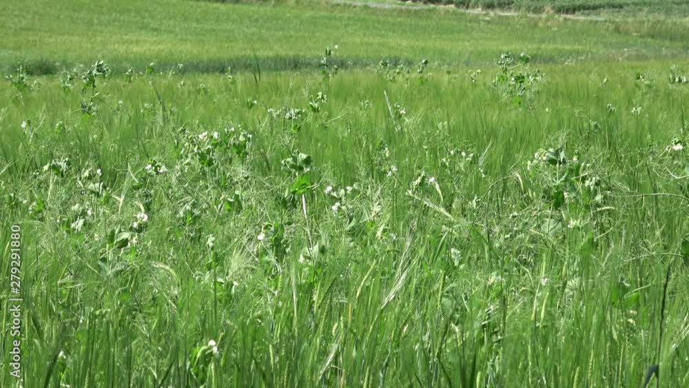 Blooming vegetable pea in the field. Flowering legumes. White flowers of peas. Young shoots and flowers in a field of green peas. Cultivation of green peas. Pisum sativum.