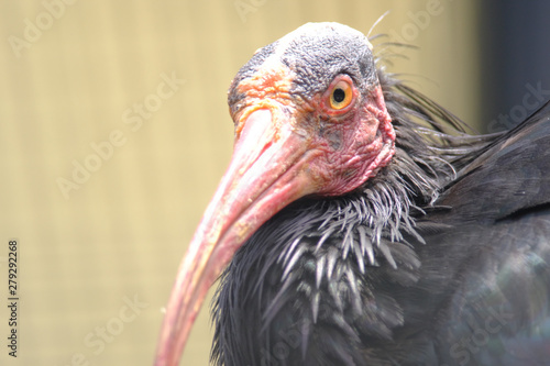 portrait of a ibis