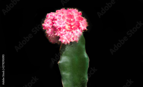 Small pink-green cactus isolated on black background.
