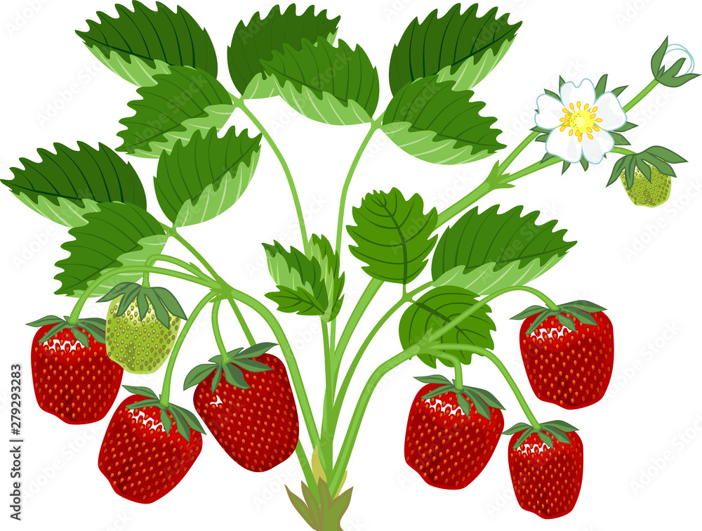 Strawberry plant with green leaves, flowers and ripe red berries isolated on white background Strawberry plant with green leaves, flowers and ripe red berries isolated on white background