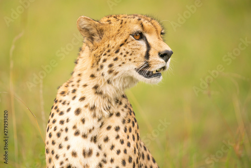 Portrait eines Geparden 3