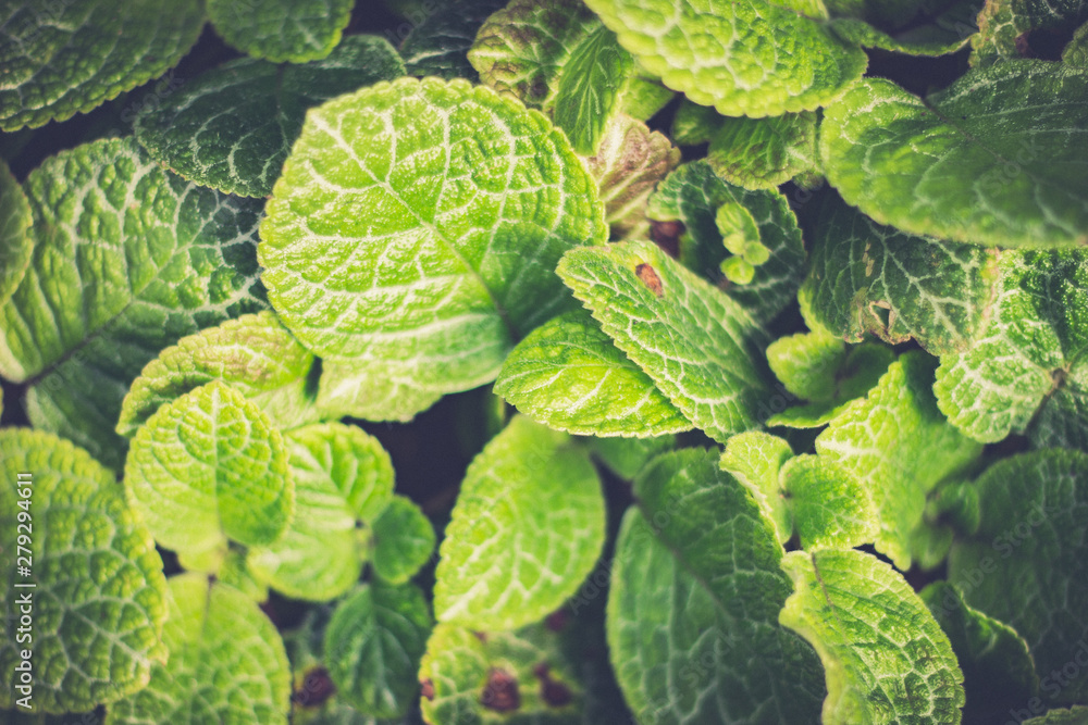 green floral leaf background. leaf texture.