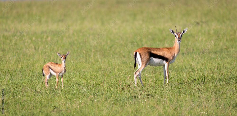 A family of Thomson gazelles in the savannah of Kenya A family of Thomson gazelles in the savannah of Kenya