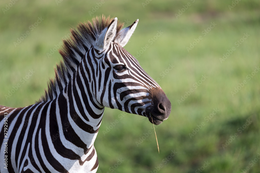 A closeup of a zebra in a national park A closeup of a zebra in a national park