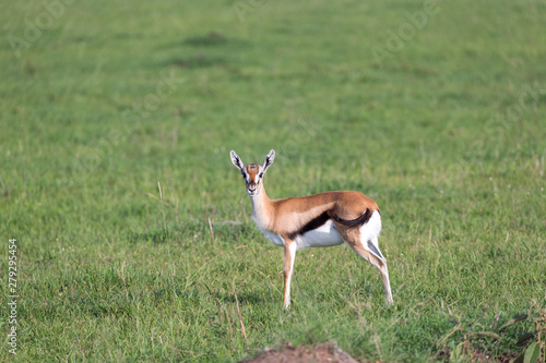 A very young Thomson Gazelle in the Kenyan grass landscape